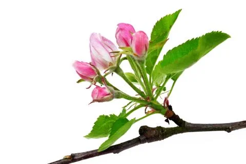 Spring blossoms apple tree branch with green leaves. Stock Photos