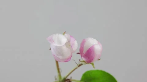 Spring blossoms. apple tree flowers blossom blown 動画素材 53800504