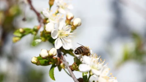 Spring blossoms. apple tree flowers Stock Footage 133453030