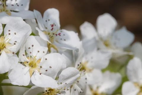 Spring blossoms. apple tree flowers blossom blown Foto stock