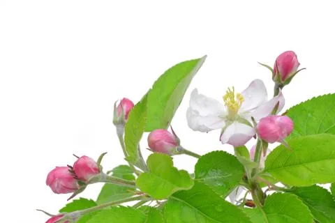 Spring blossoms apple tree  Foto stock