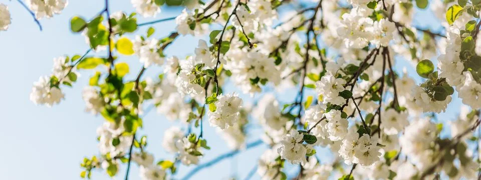 Spring blossoms apple tree in sunny day Stock Photos