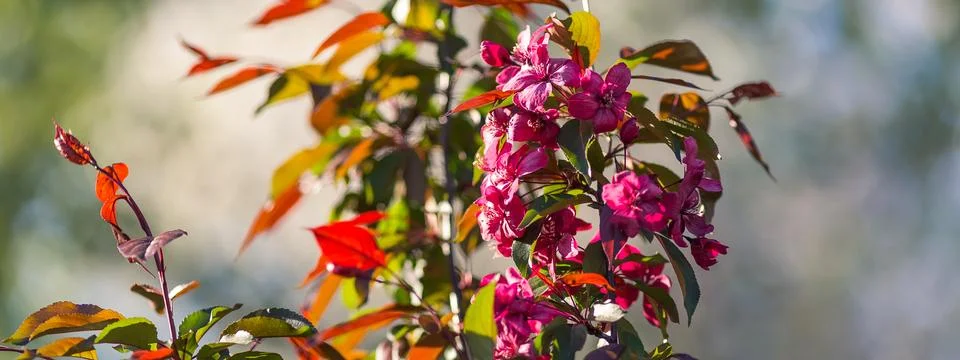 Spring blossoms apple tree in sunny day Stock Photos