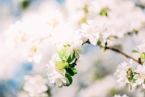 Spring blossoms apple tree in sunny day Stock Photos