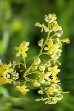 Spring blossoms background Stock Photos