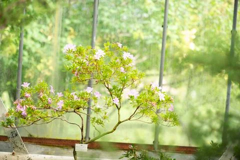 Spring blossoms background. Stock Photos