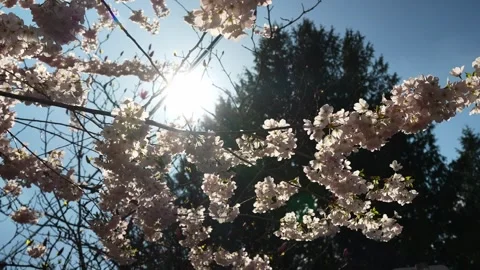 Spring Blossoms Basking in Sunlight Against Blue Sky Backdrop Stock Footage 270184873