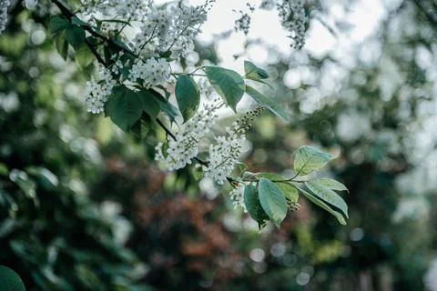 Spring Blossoms on Bird Cherry Tree Stock Photos