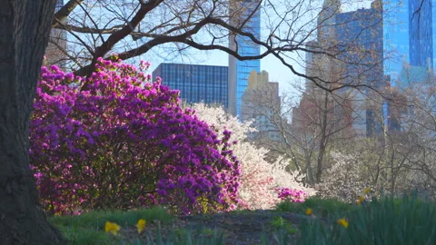Spring blossoms bloom in Central Park in New York City Stock Footage 277923249
