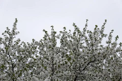 Spring blossoms. Blooming apple tree flowers with green leaves outdoors Stock Photos