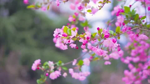 Spring blossoms blooming in elegant orchard with soft daylight and gentle breeze Video stock 342000594