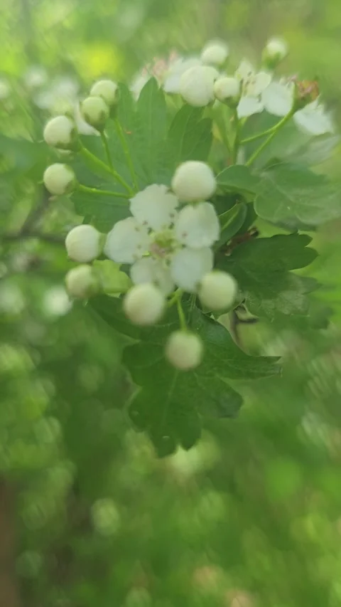 Spring Blossoms Blooming Trees in Full Flower Stock Footage 312442478