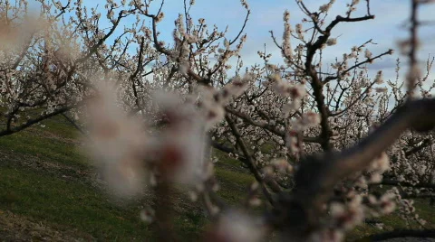 Spring Blossoms on Branch Stock Footage 707256