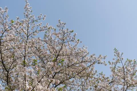 Spring blossoms on branches against blue sky Stock Photos