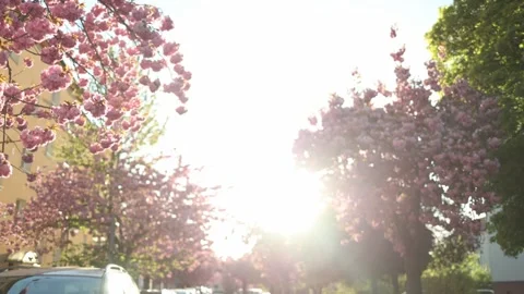Spring blossoms bright sunlight Stock Footage 334044897