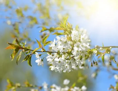 Spring blossoms cherry tree closeup. Stock Photos