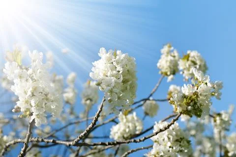 Spring blossoms cherry tree closeup. Stock Photos