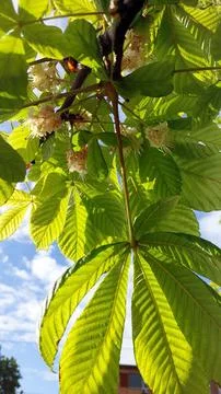 Spring Blossoms Create a Vibrant Display on Chestnut Tree Branches Under Cl.. Stock Photos