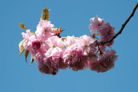Spring blossoms dance against a bright blue sky Stock Photos