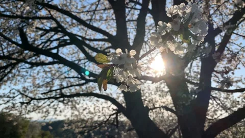 Spring blossoms dance in the sunlight Video stock 236315419