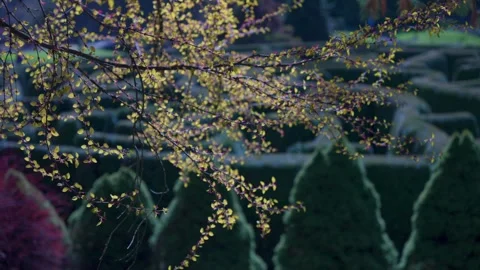 Spring Blossoms Emerging on Delicate Branches Video stock 256955319