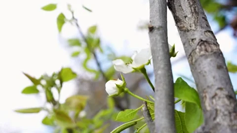 Spring blossoms emerging through mountain tree branches Stock Footage 306437633