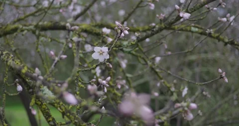 Spring blossoms on a flowering tree in a garden Stock-Footage 330439954