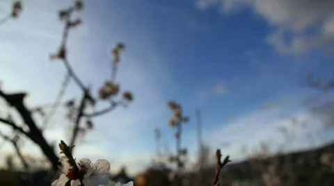 Spring Blossoms Stock Footage 704338