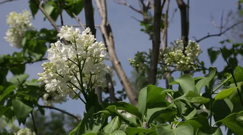 Spring blossoms Stock Footage 22770101