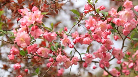 Spring blossoms. Stock-Footage 22970820
