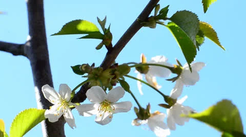 Spring blossoms Stock Footage 22985945