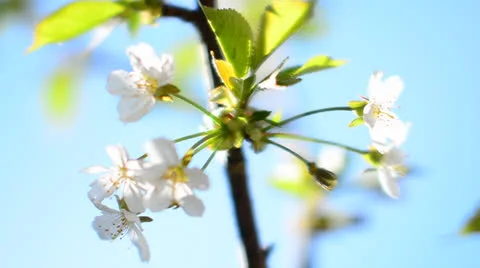 Spring blossoms Stock-Footage 22986258