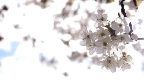 Spring blossoms Stock Footage 24354135