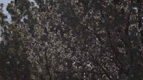 Spring Blossoms Stock Footage 48949466