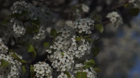 Spring Blossoms Stock Footage 48950886