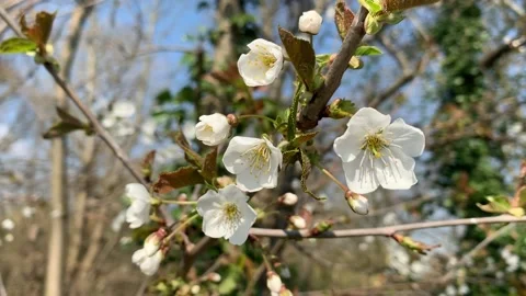 Spring Blossoms Stock Footage 131099308