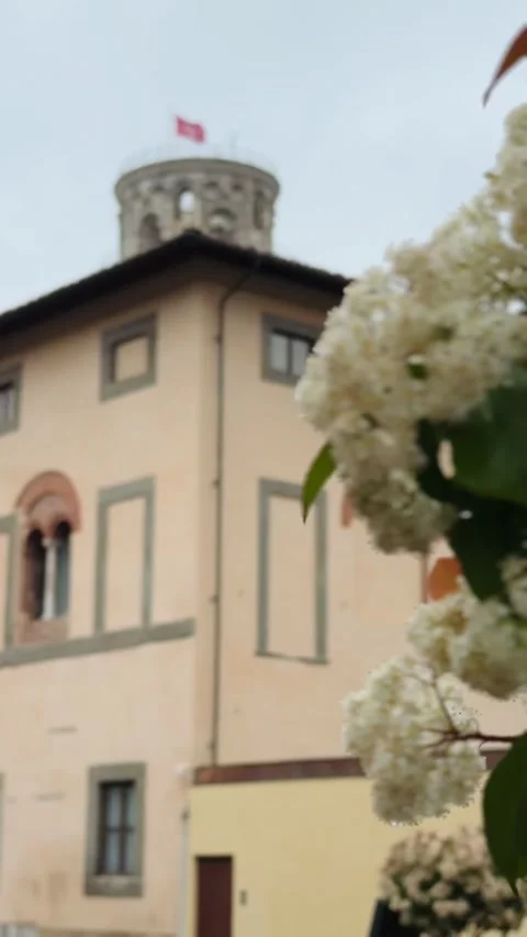 Spring blossoms in the foreground with blurred view of the Leaning Tower of Pisa Stock Footage 308241539