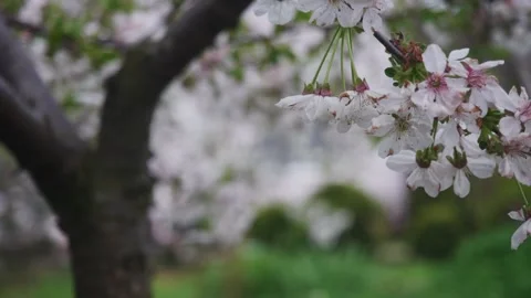Spring blossoms frame a peaceful, sun-drenched meadow 스톡 동영상 334164523
