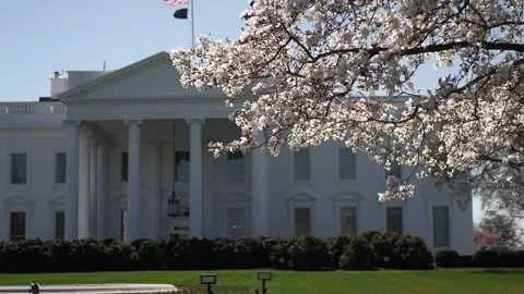 Spring Blossoms Frame the White House Under a Clear Sky in Washington DC Stock Footage 305520994