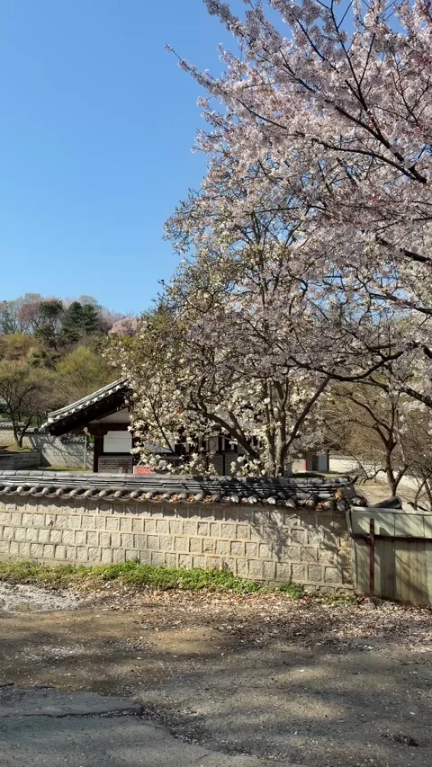 Spring Blossoms Framing Traditional Korean Hanok Stone Wall Stock Footage 337557634