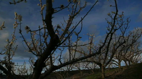 Spring Blossoms on Fruit Trees. Stock Footage 707343