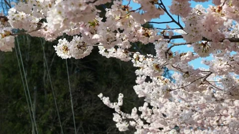 Spring Blossoms in Full Bloom Against Blue Sky Stock Footage 270186659