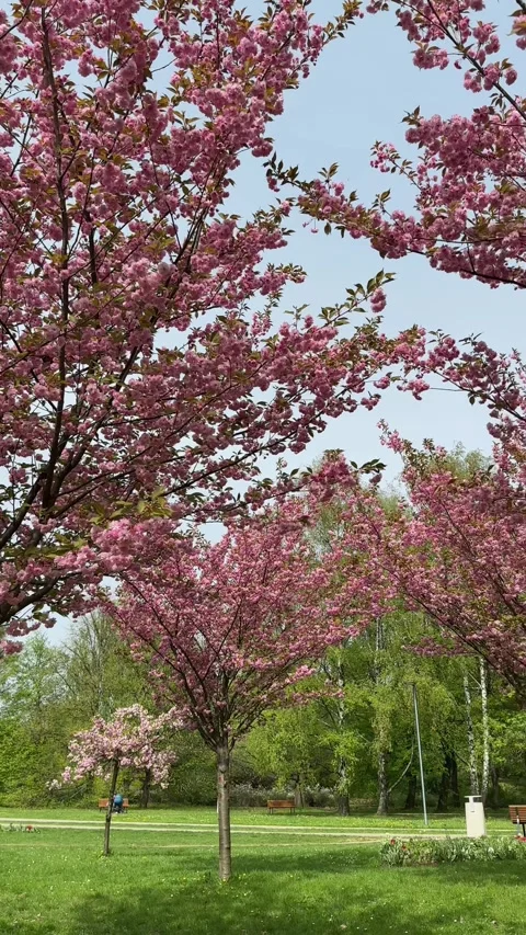 Spring blossoms in full bloom, nature, park, springtime Stock Footage 304722807