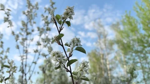 Spring blossoms grace the sky in a blooming nature scene Stock Footage 317603640