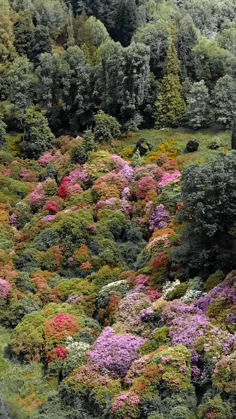 Spring Blossoms in Lush Botanical Garden - Perfect Scenery for Design and Stock Footage 312794552