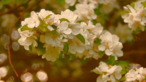 Spring blossoms moving in the wind. 스톡 동영상 87259462
