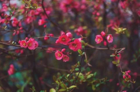 Spring blossoms on natural background Stock Photos
