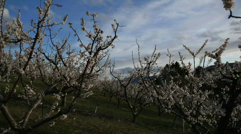 Spring Blossoms in Orchard Video stock 707277