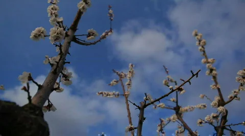 Spring Blossoms in Orchard Stock Footage 707599