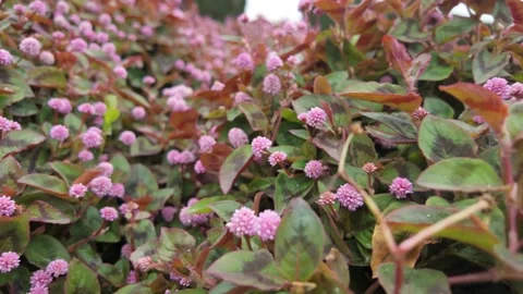 Spring blossoms in the park. Stock Footage 327686609